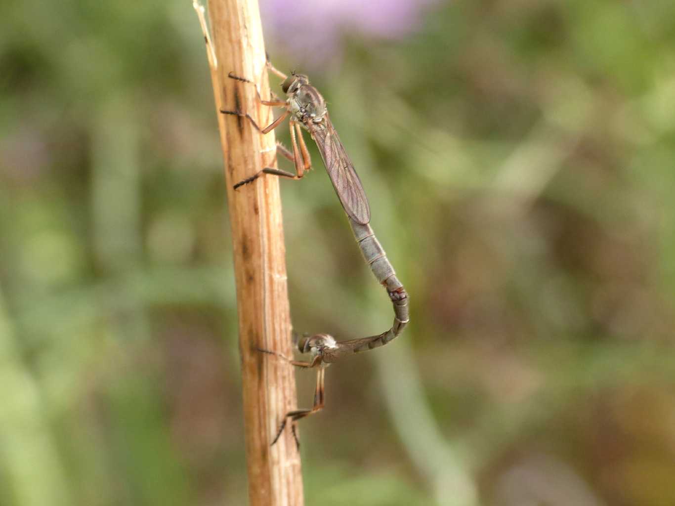 Piccoli Asilidae in copula: Leptogaster sp.
